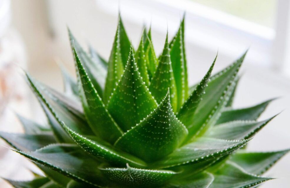 aloe para sa pagpapalaki ng ari ng lalaki