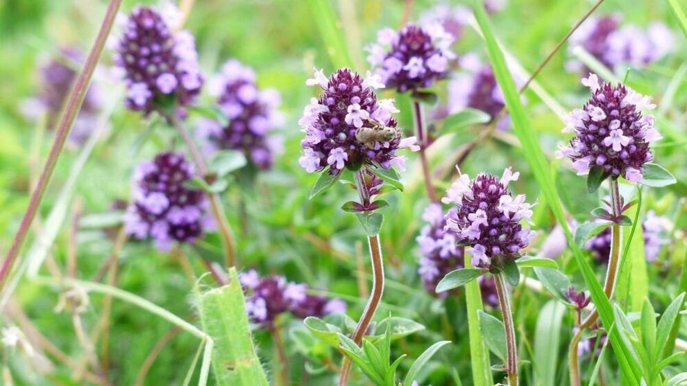 thyme herb para sa pagpapalaki ng ari