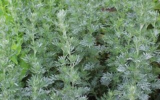 Sagebrush